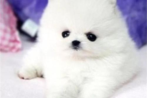 博美黑皮病怎么办?视情况可以送医了