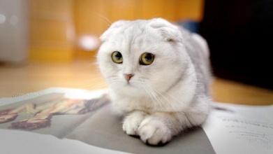 折耳猫发病症状