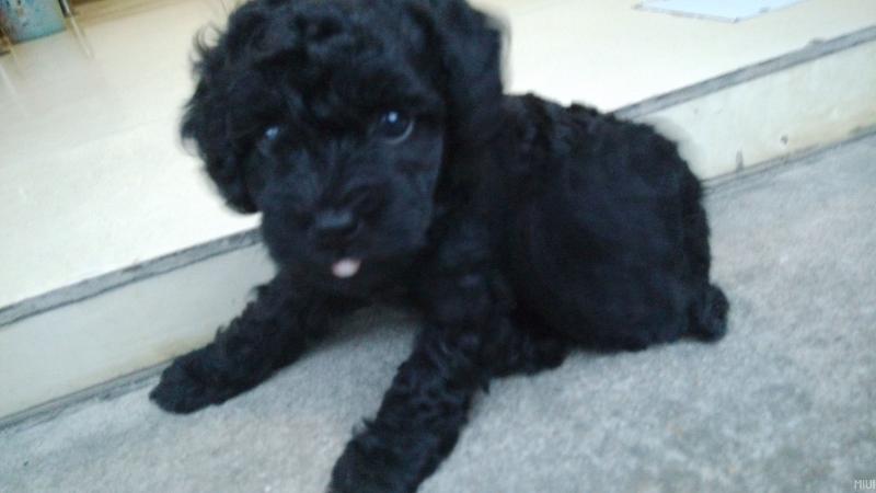 黑色泰迪怎么看纯不纯?这几点记住了