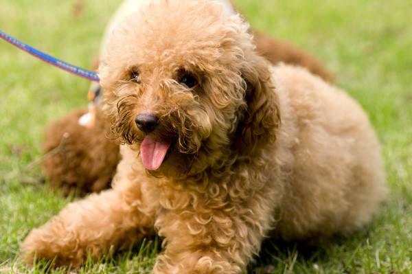 贵宾犬走丢了会回来的吗?这篇文章为你解惑