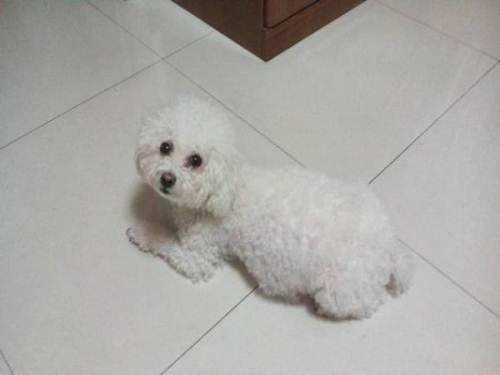白色泰迪犬多少钱一只?搞清价格在入手
