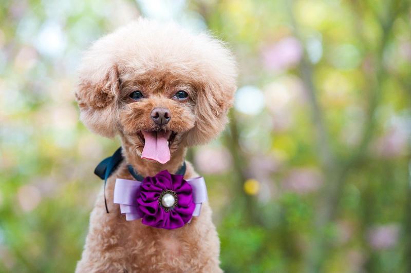 贵宾犬会怕冷吗?这就要看温度有多低