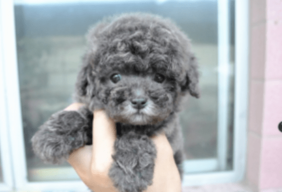 贵宾犬眼睛大吗？相对来说就是这样的