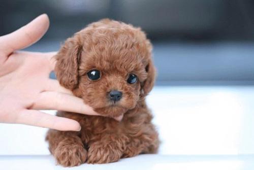 泰迪毛色变浅怎么办?先从这几个方面找找原因