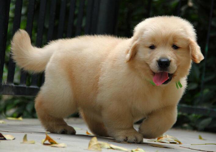 金毛幼犬怎么训练大小便？几乎所有的狗狗都这样训的