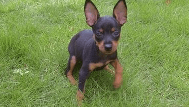 如何训练小鹿犬?小鹿犬训练要点