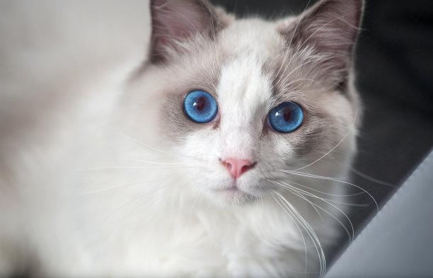 猫咪体内驱虫多久一次