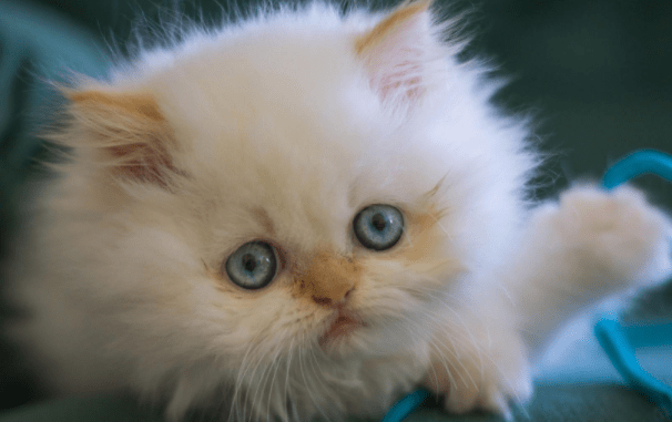 小猫什么时候打疫苗？注意好这几个时间点