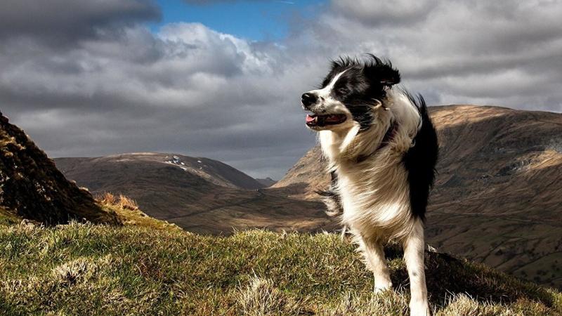 养边牧的禁忌，这些方面需要注意