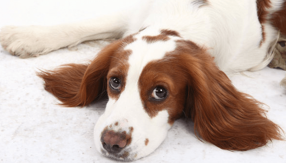 史宾格犬训练方法 小妙招来帮你啦~