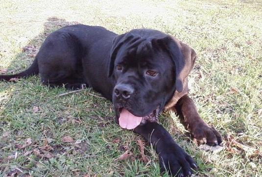 卡斯罗咬人吗？禁养犬可不是闹着玩的