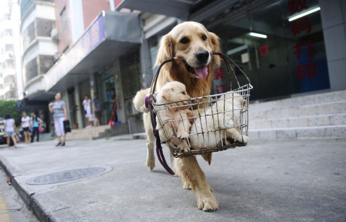 如何训练狗