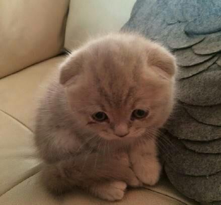 什么猫最可爱?参考下这种猫