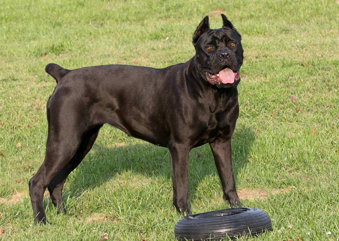 卡斯罗与菲勒体型谁大,小卡和小菲的世纪之争