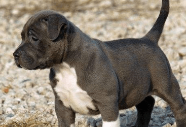 比特犬吃什么狗粮好?理性的来分析下