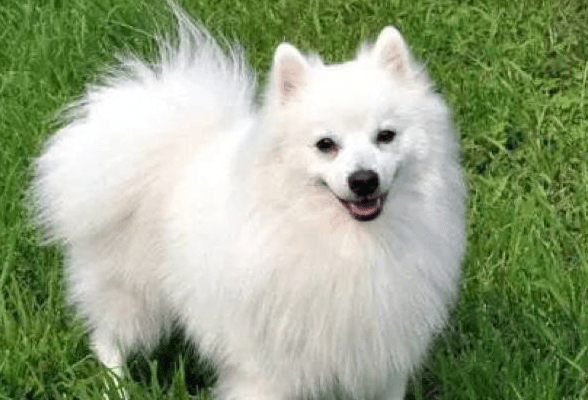 博美犬和银狐犬的区别，其实差别挺大的