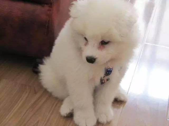 狗狗有泪痕是什么原因？正常的有这些原因