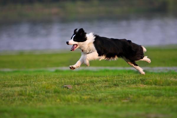 边境牧羊犬换毛要多久