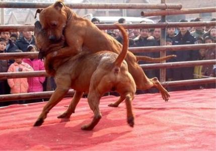 比特犬会咬主人么?兽性难改,小心为上