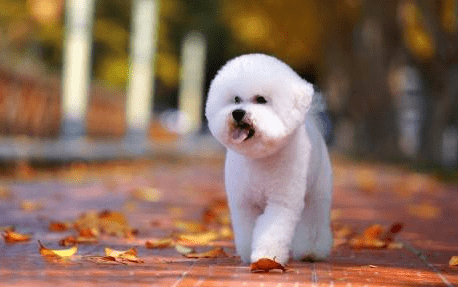 比熊犬一天喂多少,这些禁忌你不得不看