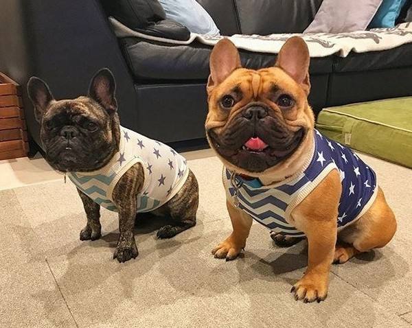 斗牛犬吃什么狗粮好？这些禁忌不要犯