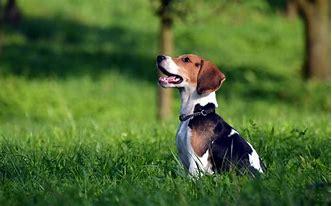 比格犬吃什么狗粮好?合适的才是最好的