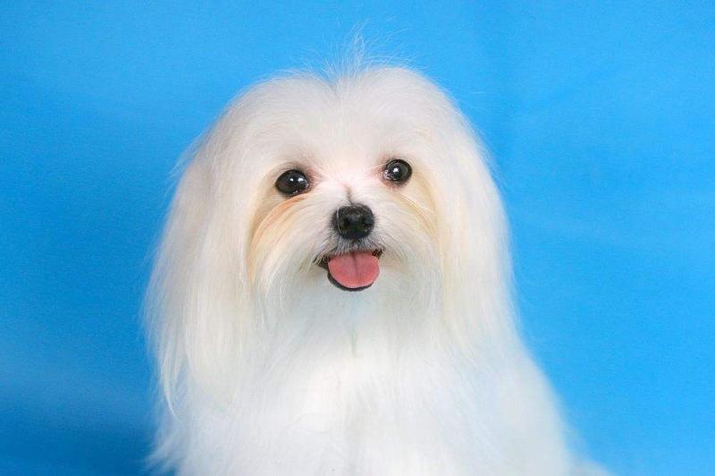 马尔济斯犬智商,美貌与智慧并存