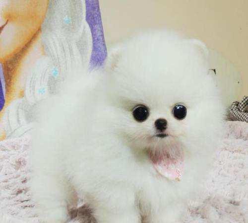 白色茶杯犬多少钱一只？价格并不是固定的