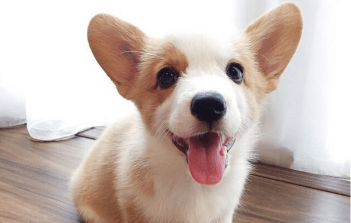 如何挑选柯基幼犬? 学会这些技巧超实用