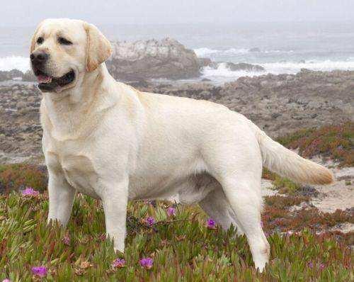 拉布拉多爱咬东西怎么办？就应该这样来训导一下