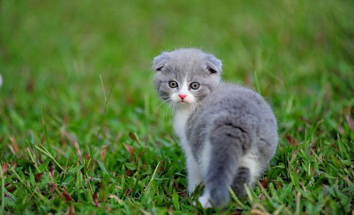 折耳猫发病症状