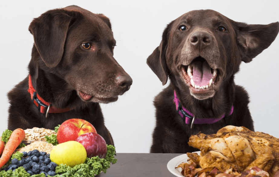 狗可以吃巧克力吗,千万记住这一点