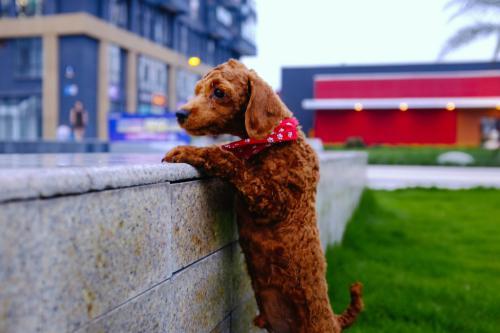 怎么训练泰迪犬？训练方法三步走