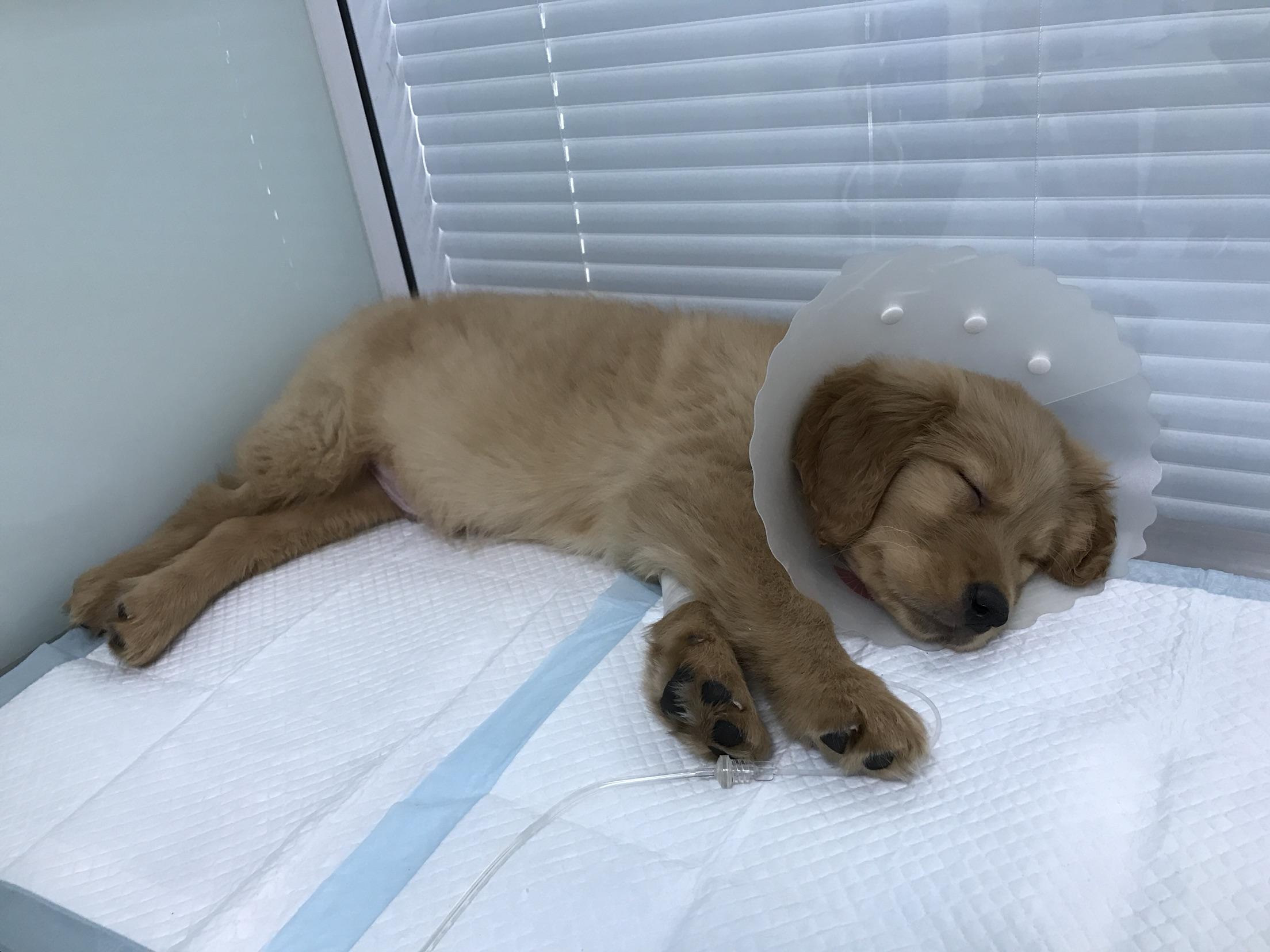 犬瘟热怎么治?满满的干货在这里