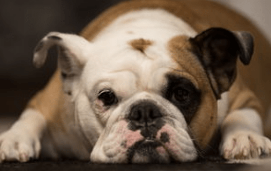 斗牛犬怎么样,该怎么饲养?