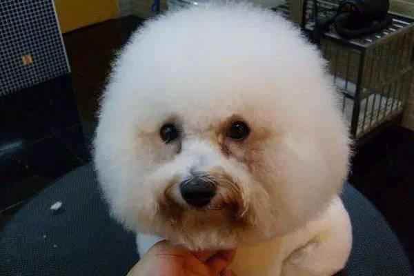 狗狗有泪痕是什么原因？正常的有这些原因