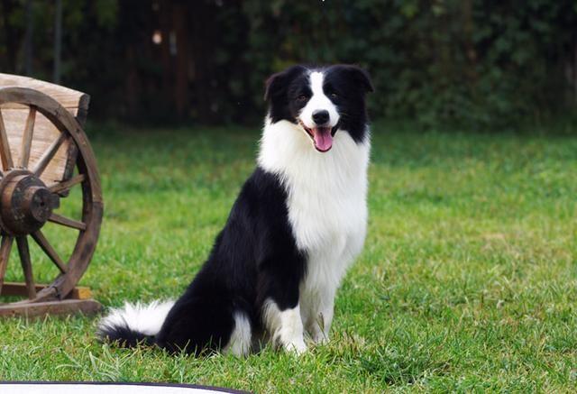 边境牧羊犬吃什么?看完做一名合格的边牧主人