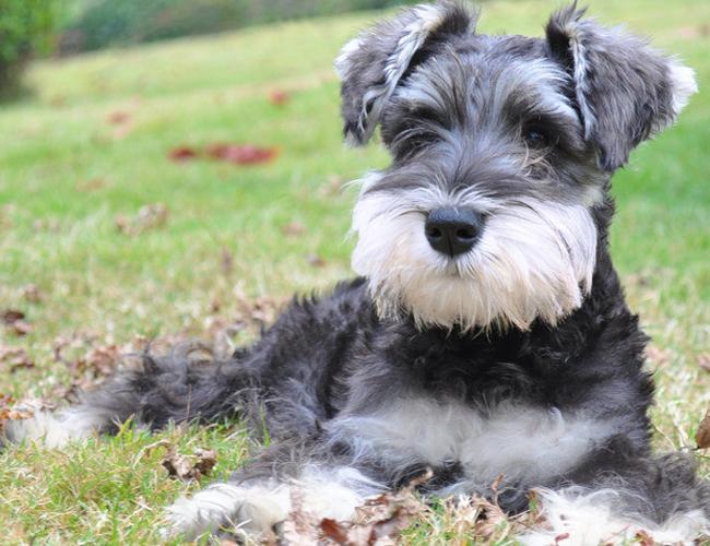 雪纳瑞幼犬怎么看品相?仔细注意下这几处地方