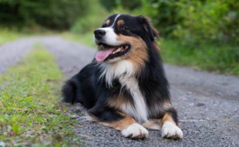 牧羊犬怎么训练放羊,一般都会由专业人士来做