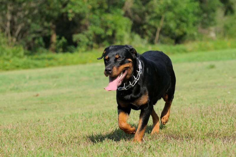 怎样训练罗威纳犬?一些常用的训练方法