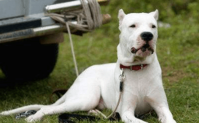 杜高犬怎样训练?易训的方法教给你