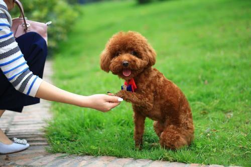泰迪几个月算成年犬了?比人类要少10倍时间