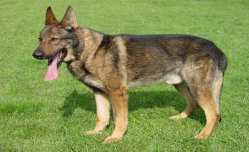 昆明犬的缺点,再好的狗狗也会有不足之处