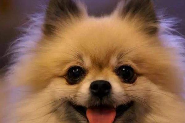 博美皮肤病要剃毛吗？一般的建议是这样的