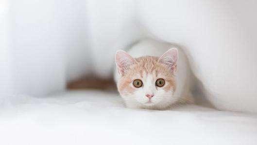 小猫不吃东西怎么办?可以这样来解决