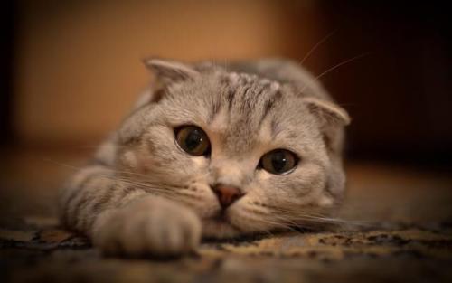 猫咪便秘怎么办？首先就的找出原因