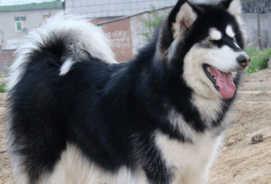 阿拉斯加雪橇犬吃什么，还不好好把控投食？