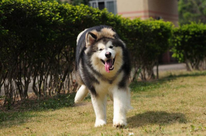 阿拉斯加要怎么训练,像对待小朋友那样