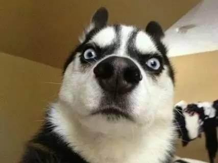 阿拉斯加犬晚上叫,要快速有效的解决这问题