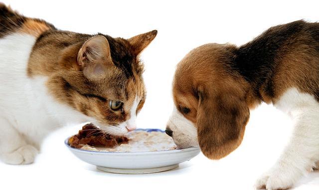 猫能吃巧克力吗,这件事不得不知